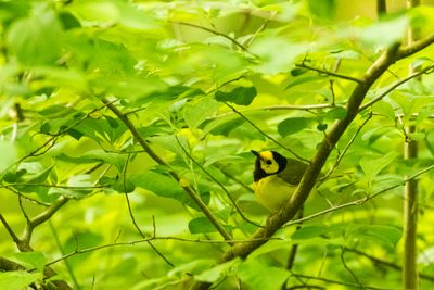 Hooded Warbler (Setophaga citrina)
