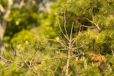 Yellow-breasted Chat (Icteria virens)