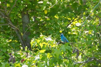 Indigo Bunting (Passerina cyanea)