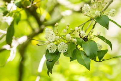 Mountain Laurel (Kalmia latifolia)