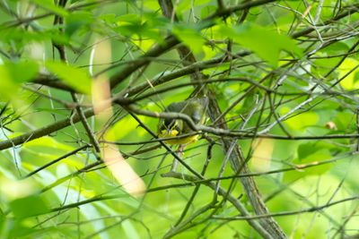Kentucky Warbler (Geothlypis formosa)