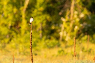 Eastern Kingbird (Tyrannus tyrannus)