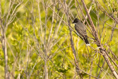 Eastern Kingbird (Tyrannus tyrannus)