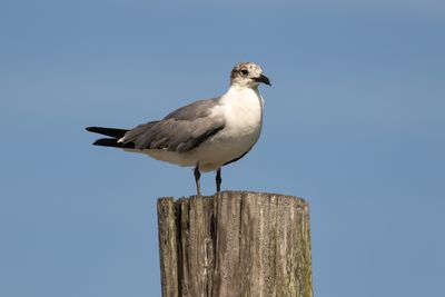 Laughing Gull (Leucophaeus atricilla)