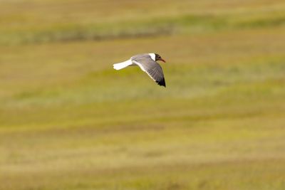 Laughing Gull	(Leucophaeus atricilla)