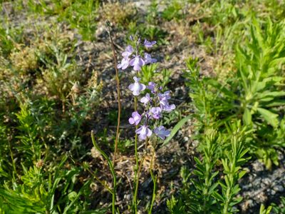 Blue Toadflax (Nuttallanthus canadensis)