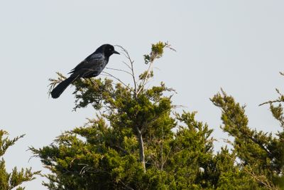 Common Grackle (Quiscalus quiscula)