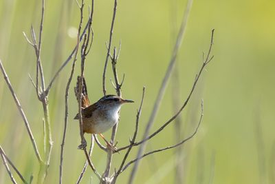 Marsh Wren (Cistothorus palustris)
