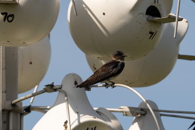Purple Martin (Progne subis)