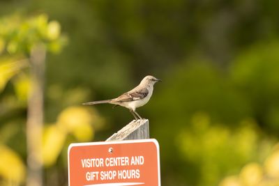 Northern Mockingbird (Mimus polyglottos)