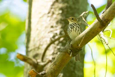 Ovenbird (Seiurus aurocapilla)