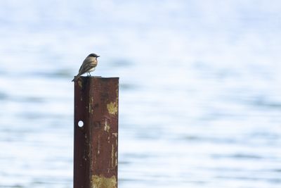 Eastern Phoebe (Sayornis phoebe)