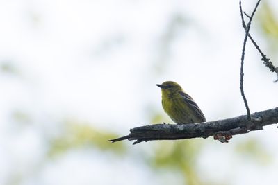 Pine Warbler (Setophaga pinus)