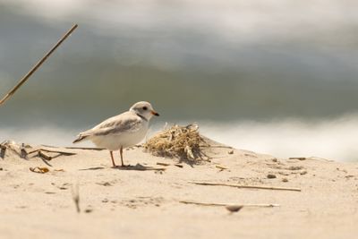 Piping Plover (Charadrius melodus)