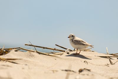 Piping Plover (Charadrius melodus)