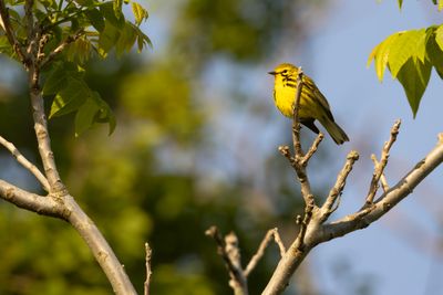 Prairie Warbler (Setophaga discolor)