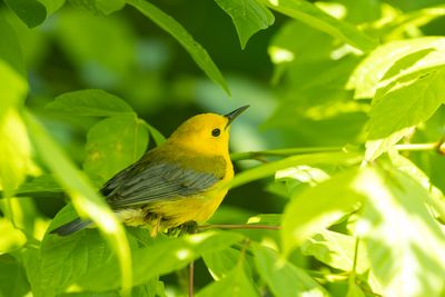 Prothonotary Warbler (Protonotaria citrea)