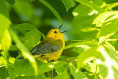 Prothonotary Warbler (Protonotaria citrea)
