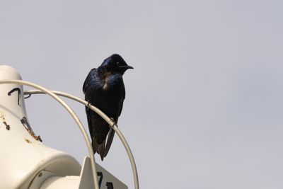 Swallows, Martins