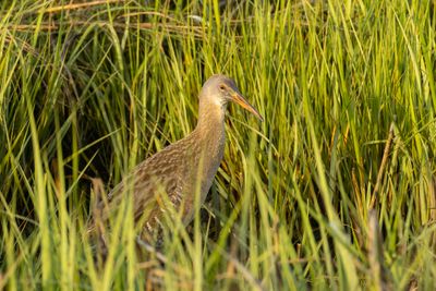 Clapper Rail (Rallus crepitans)