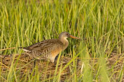 Clapper Rail (Rallus crepitans)