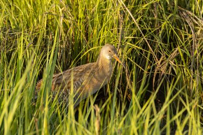 Clapper Rail (Rallus crepitans)