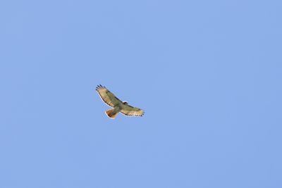 Kites, Hawks & Eagles