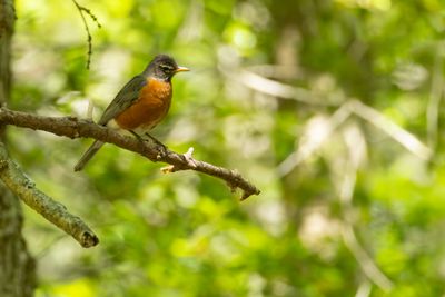 Thrushes