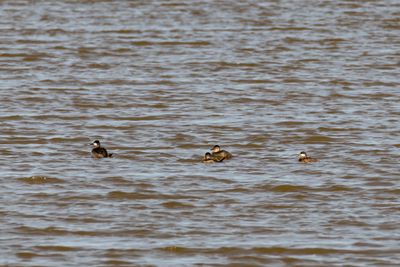 Ruddy Duck (Oxyura jamaicensis)