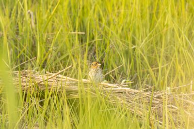 Saltmarsh Sparrow (Ammospiza caudacuta)
