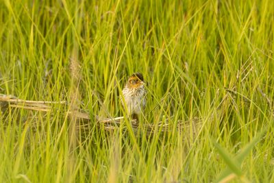 Saltmarsh Sparrow (Ammospiza caudacuta)