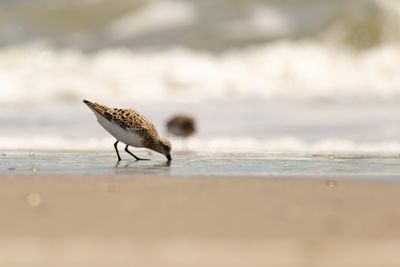 Sanderling (Calidris alba)