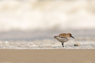 Sanderling (Calidris alba)
