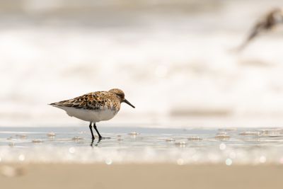 Sanderling (Calidris alba)