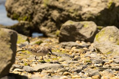 Semipalmated Sandpiper (Calidris pusilla)