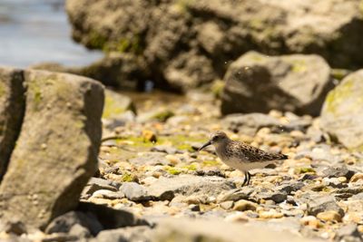 Semipalmated Sandpiper (Calidris pusilla)