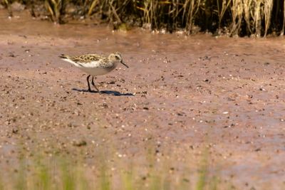 Semipalmated Sandpiper (Calidris pusilla)