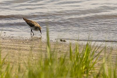 Sandpipers & Snipe
