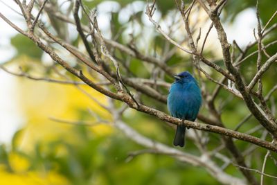 Indigo Bunting (Passerina cyanea)