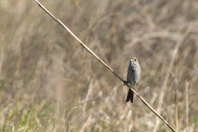 Seaside Sparrow (Ammospiza maritima)