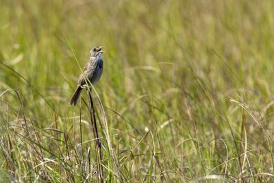 Seaside Sparrow (Ammospiza maritima)