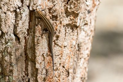 Five-lined Skink (Plestiodon fasciatus)