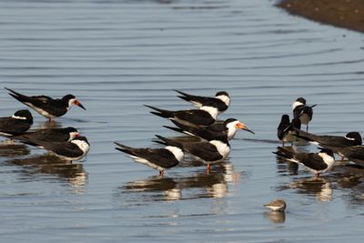 Black Skimmer (Rynchops niger)
