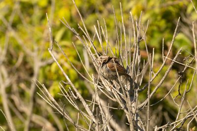 Song Sparrow (Melospiza melodia)