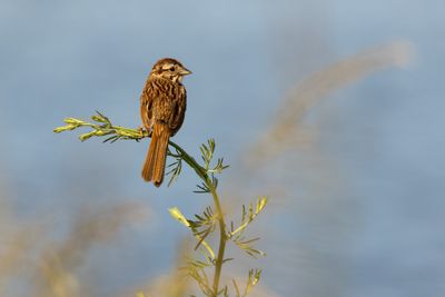 Song Sparrow	(Melospiza melodia)