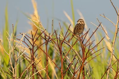 New World Sparrows