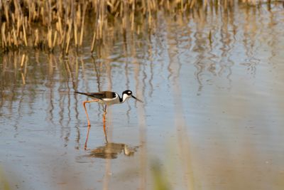 Stilts & Avocets