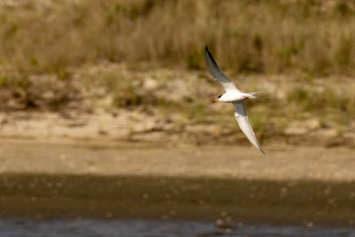 Tern sp. (Sterna sp.)
