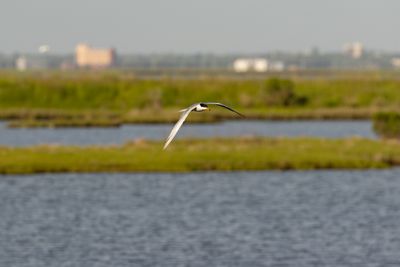 Common Tern (Sterna hirundo)