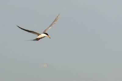 Common Tern (Sterna hirundo)